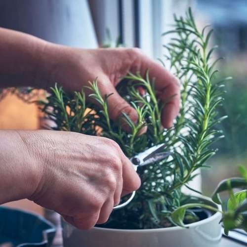 پرورش گیاهان دارویی در باغچه خانه