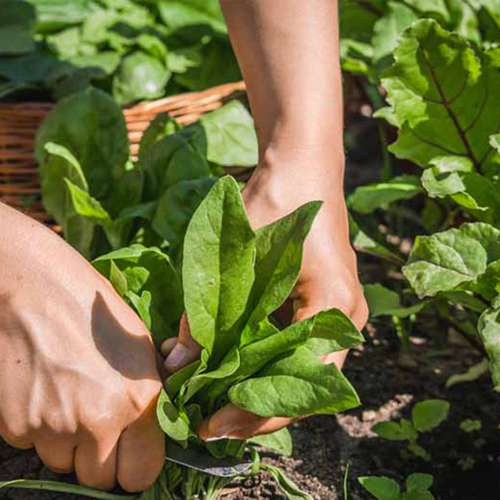 آشنایی با اسفناج و خواص دارویی و روش کشت آن