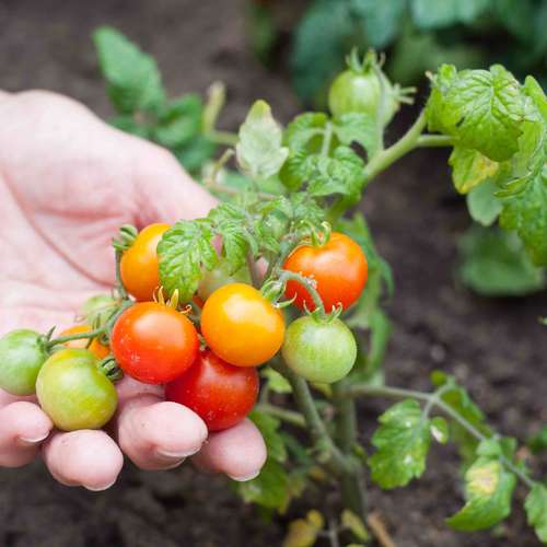 نحوه پرورش گوجه گیلاسی در خانه