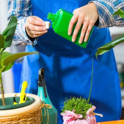 بررسی انواع کود گیاهان آپارتمانی