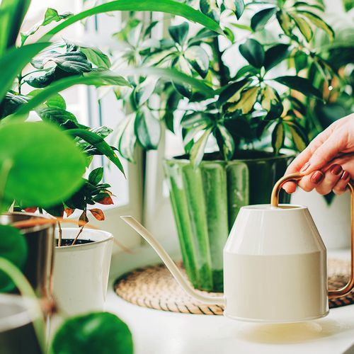 بررسی انواع کودهای شیمیایی برای گیاهان آپارتمانی