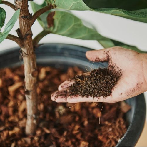بررسی انواع کودهای ارگانیک برای گیاهان آپارتمانی