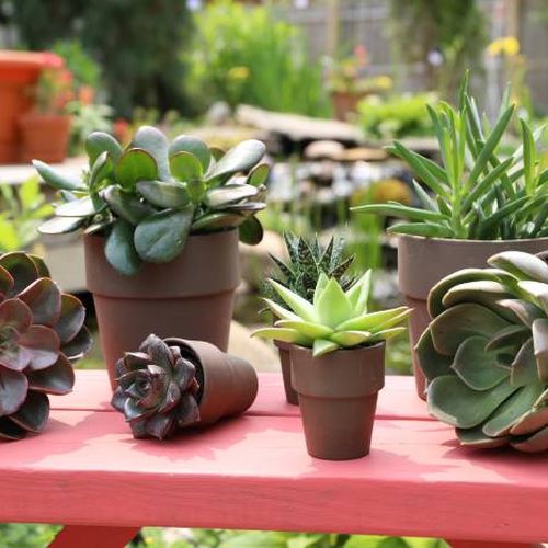 بررسی کودهای مخصوص گیاهان گوشتی آپارتمانی