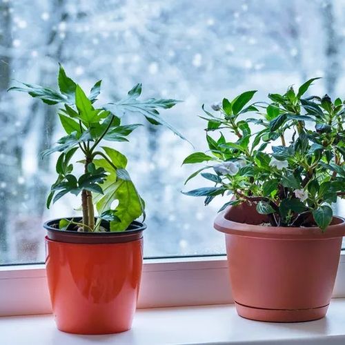 بررسی کودهای مناسب گیاهان آپارتمانی در فصول سرد