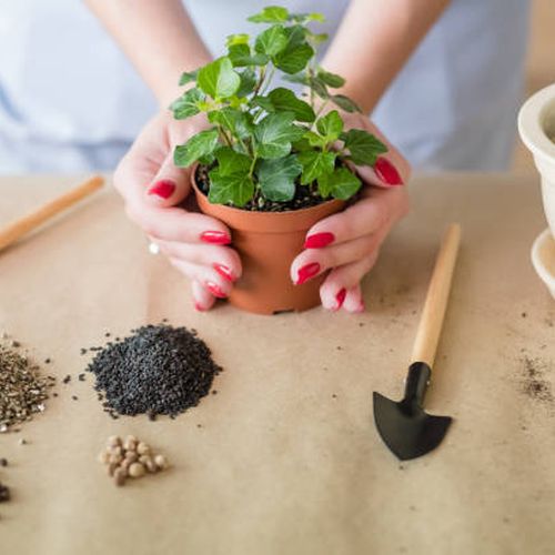 بررسی کودهای مناسب گیاهان آپارتمانی برای رشد سریع
