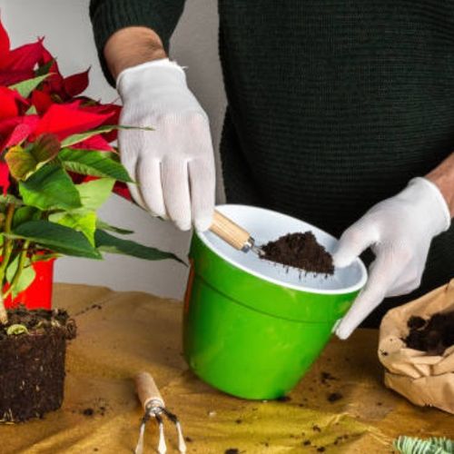 بررسی کودهای مناسب گیاهان آپارتمانی برای تقویت برگ‌ها