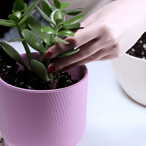 بررسی کودهای مناسب گیاهان آپارتمانی برای رفع کمبود مواد مغذی