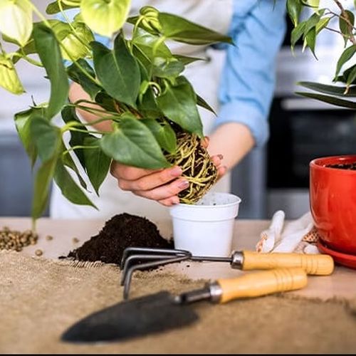 بررسی کودهای مناسب گیاهان آپارتمانی برای گیاهان بیمار
