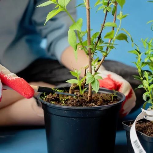 بررسی کودهای مناسب گیاهان آپارتمانی در فصول گرم و خشک