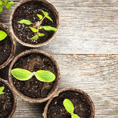 آیا کوددهی بیش از حد به گیاهان آپارتمانی آسیب می‌زند؟