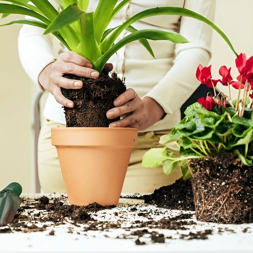 آیا کوددهی نادرست می‌تواند ریشه‌های گیاهان آپارتمانی را بسوزاند؟