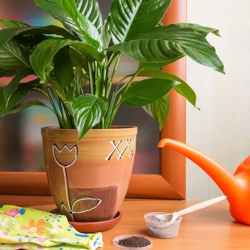 چگونه کود نامناسب می‌تواند رشد گیاهان آپارتمانی را متوقف کند؟