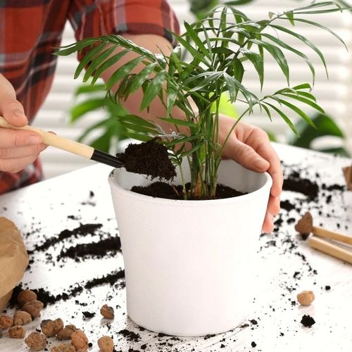 شوری خاک: چگونه از کوددهی زیاد جلوگیری کنیم؟