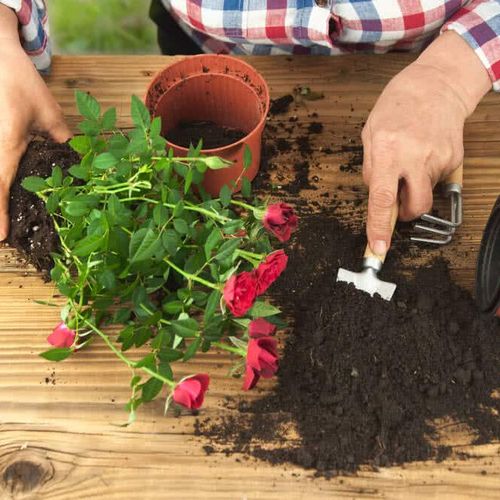 گیاهان حساس آپارتمانی: چگونه از مشکلات کوددهی جلوگیری کنیم؟