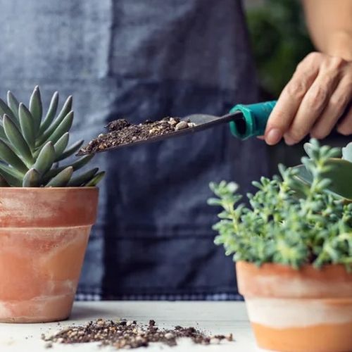 مشکلات کوددهی گیاهان آپارتمانی: چگونه آن‌ها را برطرف کنیم؟