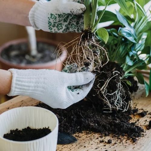 چگونه مشکلات کوددهی گیاهان آپارتمانی را شناسایی کنیم؟