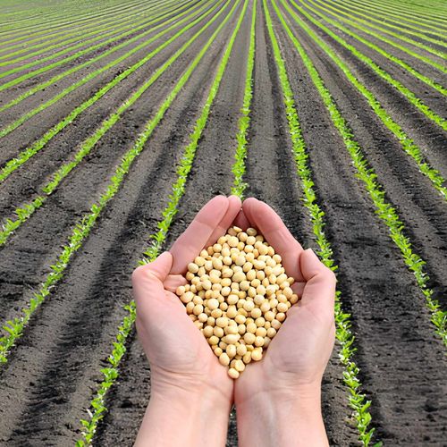 بذرپاشی و اهمیت آن در کشاورزی و باغبانی