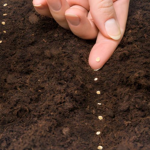 مصرف بذر در هکتار