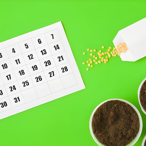 تقویم کاشت سبزیجات خانگی