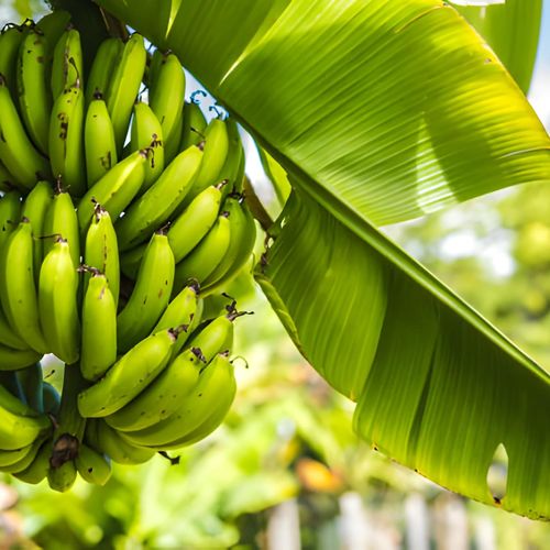 نحوه کاشت درخت موز در خانه