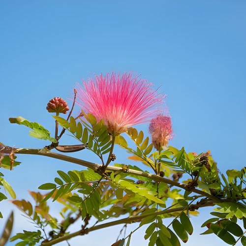 همه چیز در مورد گل ابریشم