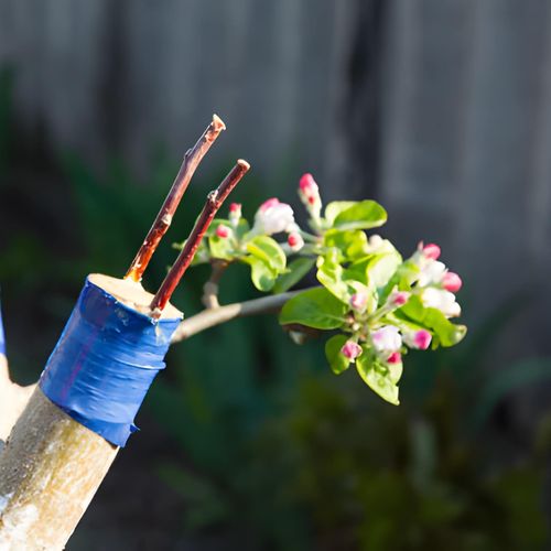 زمان پیوند زدن درختان میوه