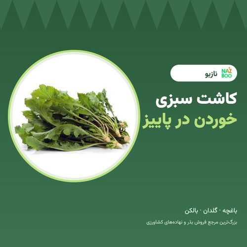 کاشت سبزی خوردن در پاییز؛ چه سبزی‌هایی بکاریم و چطور؟