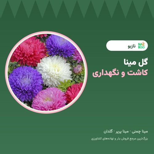 گل مینا؛ انواع، کاشت بذر و نگهداری مینا چمنی و مینا پرپر