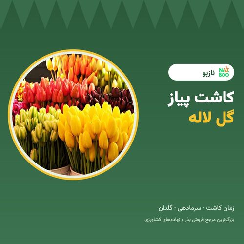 کاشت پیاز گل لاله در پاییز؛ زمان، عمق، سرمادهی و نگهداری