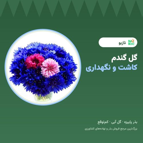 گل گندم؛ کاشت بذر و نگهداری