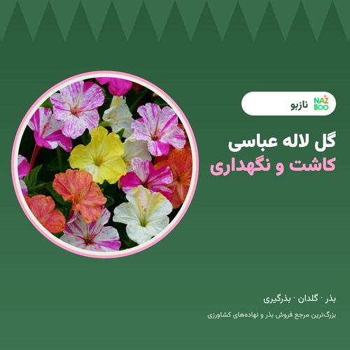 گل لاله عباسی؛ کاشت بذر، نگهداری و بذرگیری