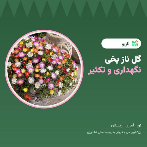 گل ناز یخی؛ نگهداری، تکثیر و نگهداری در زمستان