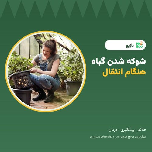 جلوگیری از شوکه شدن گیاه هنگام انتقال؛ علائم، پیشگیری و درمان