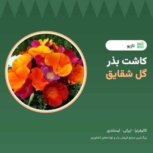 کاشت بذر شقایق در پاییز؛ شقایق کالیفرنیا، شقایق ایرانی و ایسلندی