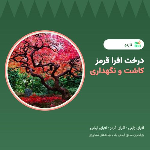 درخت افرا قرمز؛ انواع افرا، کاشت و نگهداری