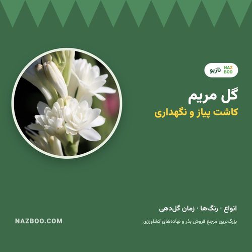 گل مریم؛ معرفی، انواع، کاشت پیاز و نگهداری
