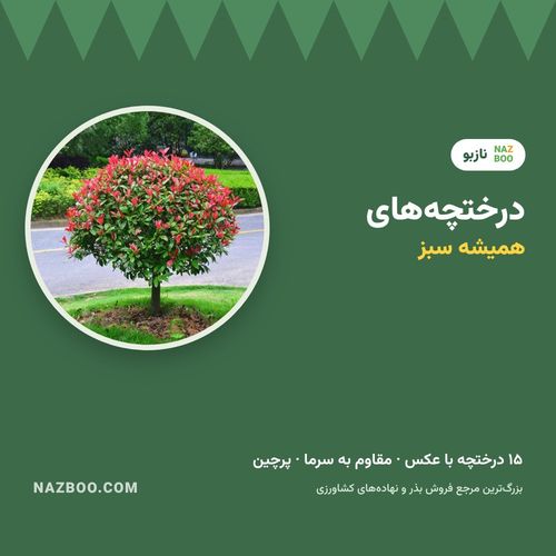 درختچه‌های همیشه سبز؛ ۱۵ درختچه زینتی برای حیاط با عکس