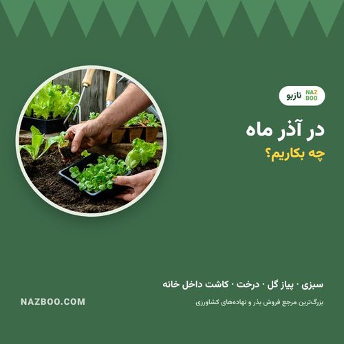 در آذر چه بکاریم؟ راهنمای کاشت سبزی، پیاز گل و درخت در آذر ماه