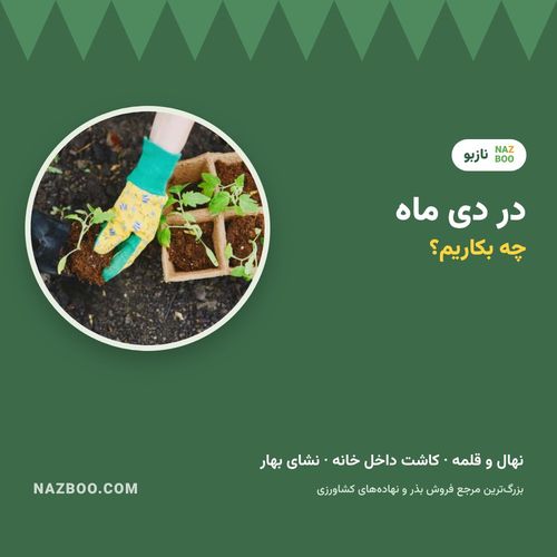 در دی ماه چه بکاریم؟ کاشت داخل خانه، نهال و نشای بهاره