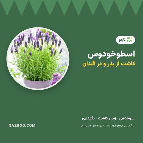 کاشت اسطوخودوس از بذر؛ زمان کاشت، سرمادهی، گلدان و نگهداری
