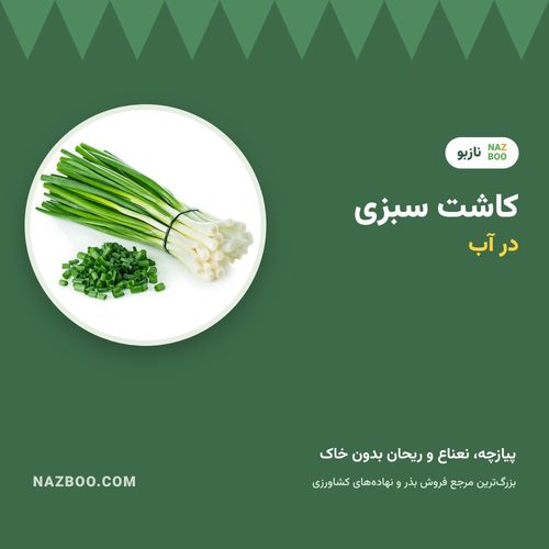 کاشت سبزی در آب؛ پیازچه، نعناع و ریحان بدون خاک