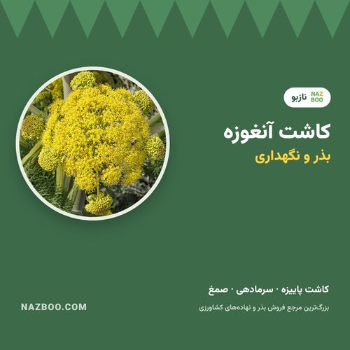 کاشت آنغوزه؛ زمان کاشت، کاشت بذر و نگهداری