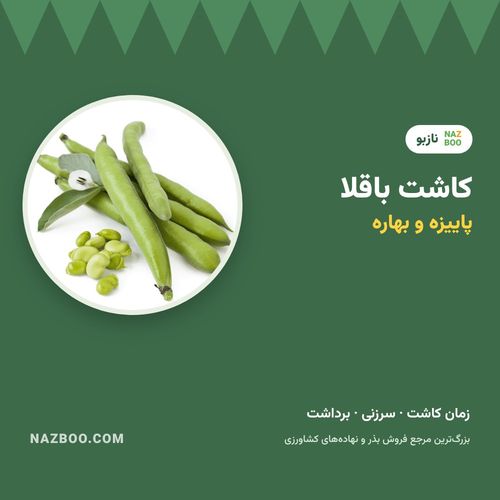 کاشت باقلا؛ زمان کاشت پاییزه و بهاره، روش کاشت و برداشت