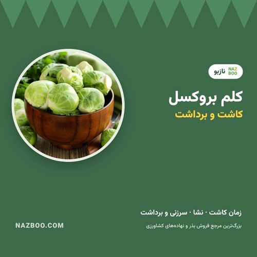 کلم بروکسل؛ کاشت، زمان کاشت، نگهداری و برداشت