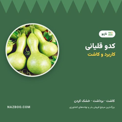 کدو قلیانی؛ کاربرد، کاشت، برداشت و خشک کردن