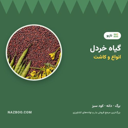 گیاه خردل؛ معرفی انواع، کاشت بذر خردل و برداشت برگ و دانه