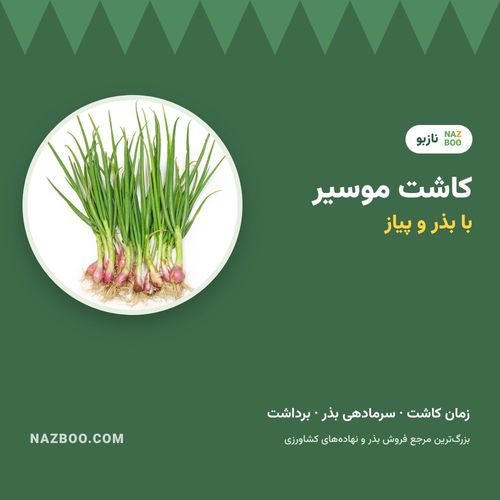 کاشت موسیر؛ کاشت با بذر و پیاز، زمان کاشت و سرمادهی بذر