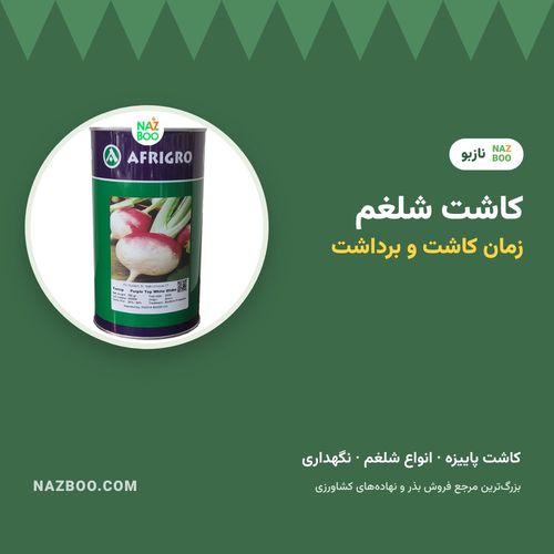 کاشت شلغم؛ زمان کاشت لبو و شلغم، روش کاشت بذر و برداشت