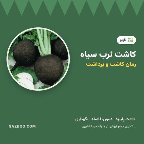 کاشت ترب سیاه؛ زمان کاشت، روش کاشت بذر و برداشت