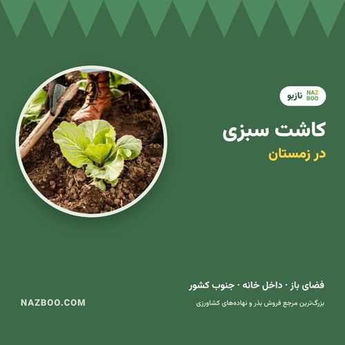کاشت سبزی خوردن در زمستان؛ چه سبزی‌هایی بکاریم و چطور؟